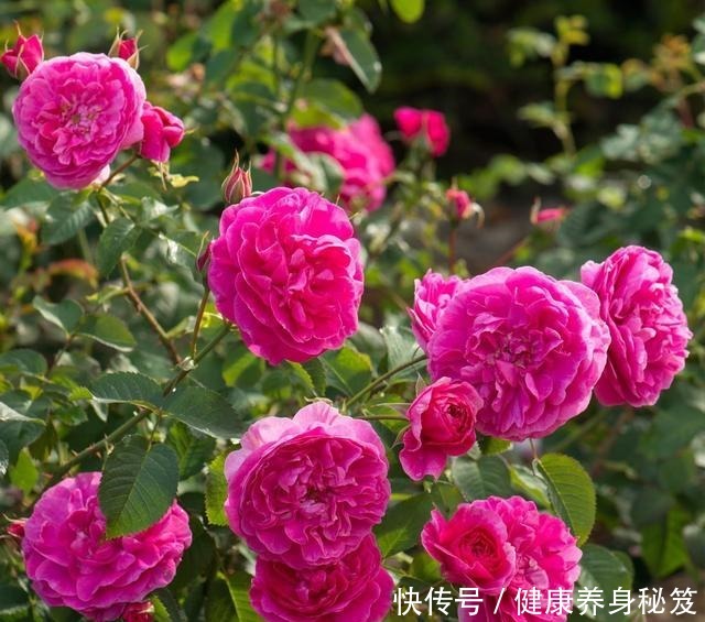 月季红蜘蛛不用药也能治家有小孩不用药,红蜘蛛全部死翘翘!