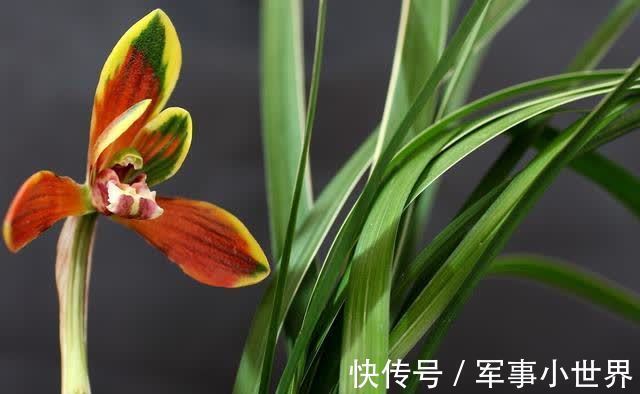 奥绿|兰花和其他花卉在养殖上有不同之处,需要做好这两个方面的工作