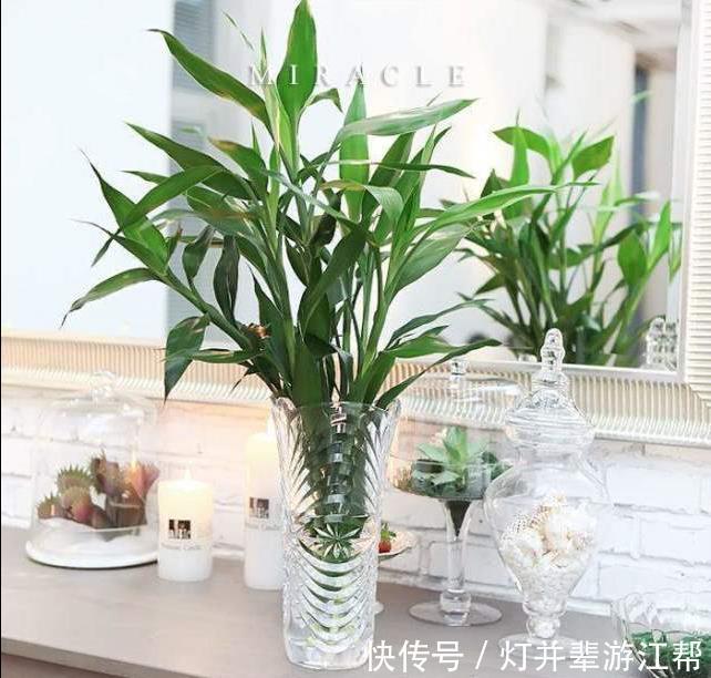 养花小技巧买花容易养花难,几个技巧,再也不担心花养不好啦