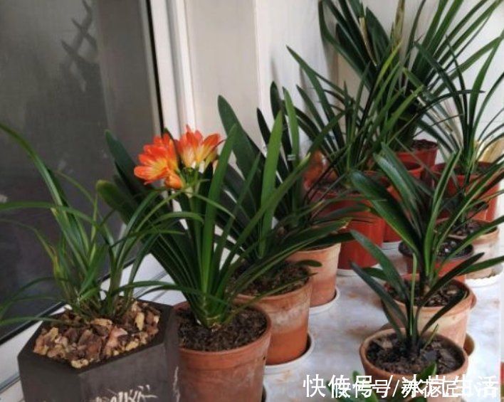 肥料|君子兰越养越难看?掌握这3个小技巧,叶片整齐油亮,侧看一条线