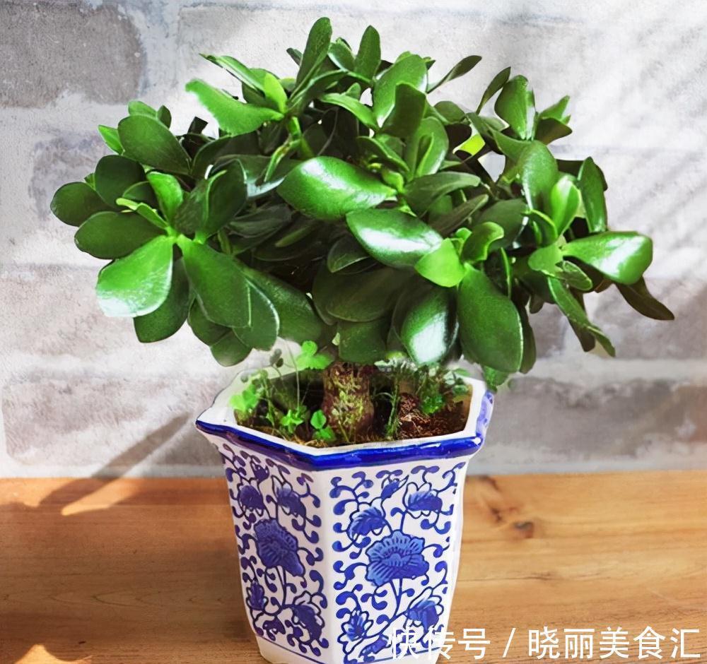 10种花“冷天”长得慢,“穷养”多晒更健壮,不然易烂根,难过冬