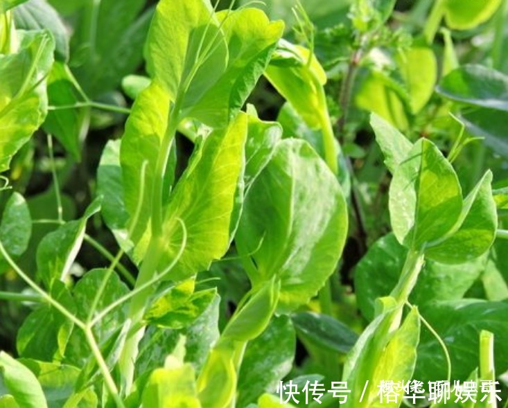 豌豆头|龙须菜消除疲劳,养眼护肤,掌握四点,种出美味营养的龙须菜来