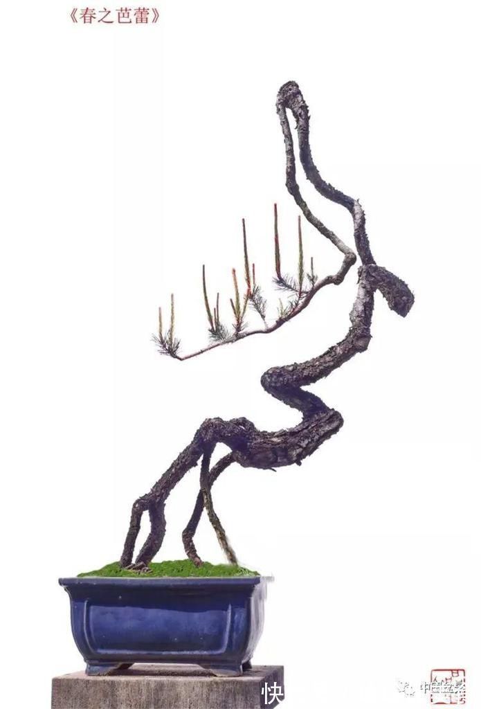 盆景|极品附石山松盆景,见过的人都忍不住竖起大拇指!