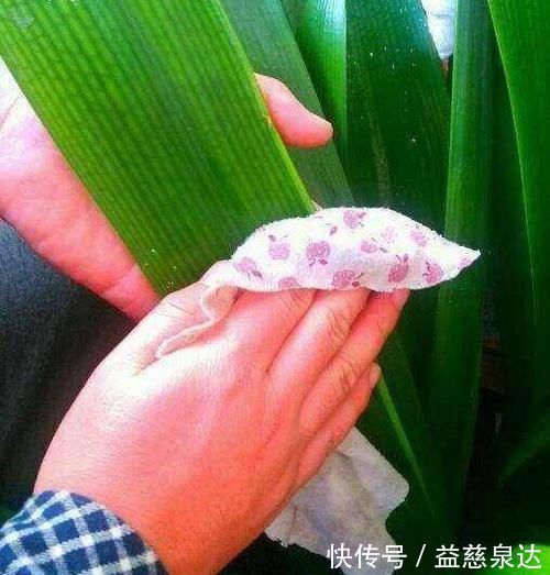 叶片|君子兰、蟹爪兰叶片打蔫,擦一擦,20天长油绿叶
