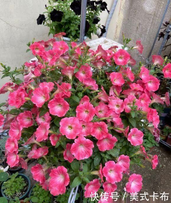 这7种花,夏季养它们,放在露台上,花开一整夏,花量超大