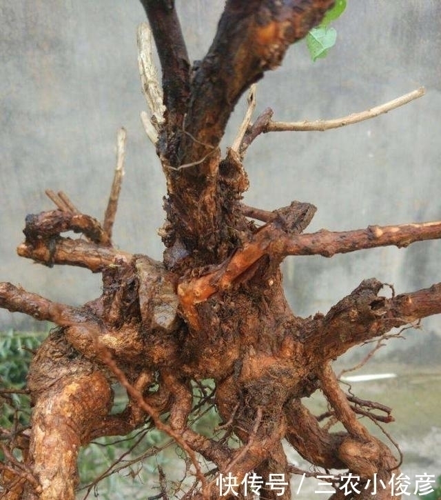 没钱买花,野外去挖,插个枝就活,一年变昂贵的盆景,挂满红果果