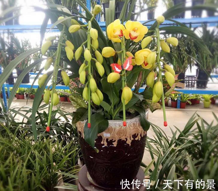 花盆|夏季超值款兰花:大花蕙兰,冬春爱开花,养一株香一室