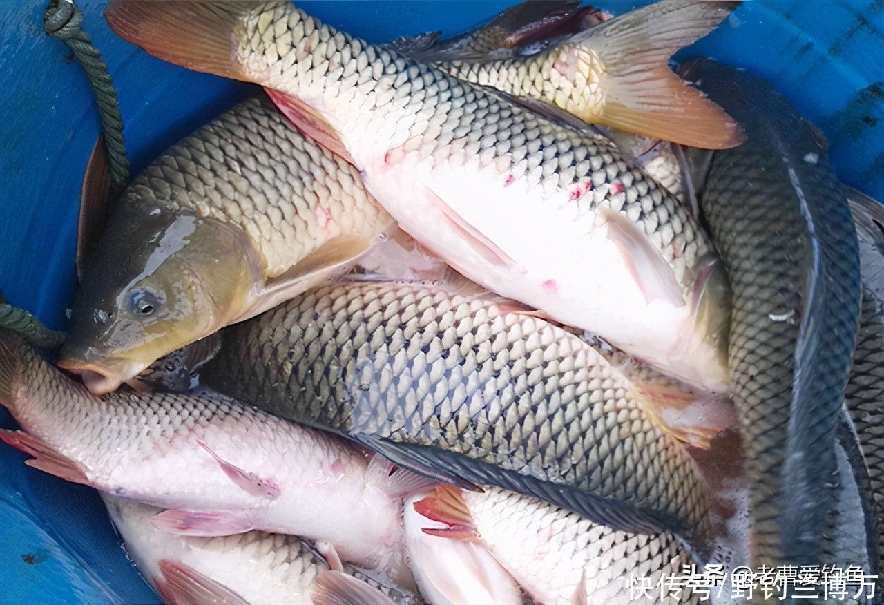 鱼塘|钓场名叫在水一方，朋友建议：要么改名要么关门