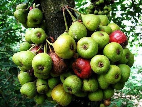 营养成分|女人爱美常吃3种食物,排毒抗衰,清理肠胃,预防血管疾病