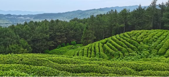 30分钟到达！万州有个宝藏景区，去茶山漫游，远眺佛印美景……