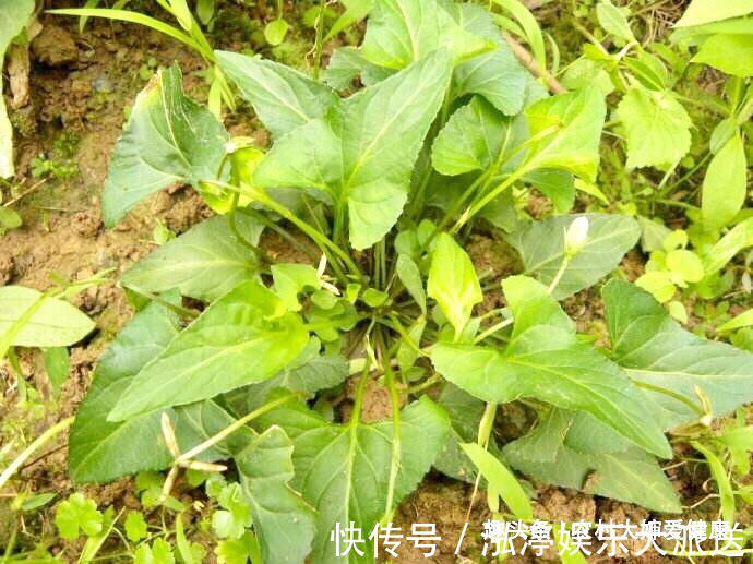 乳腺癌|夏天湿天，乳腺癌高发期，多食此野菜，防子宫癌，清走子宫细菌