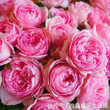 月季|如果你的院子够大，趁早种上这爬藤花苗，来年庭院开成一片花海