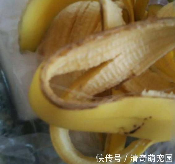 勾兑|刚扒的香蕉皮该如何处理养花?学2招,既能清洁又能增添营养