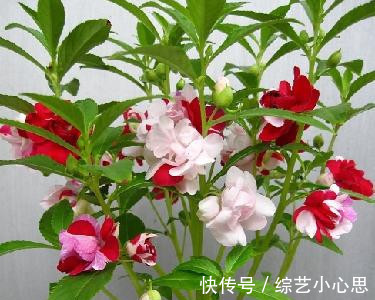 喜欢养护花卉,就在家中养护花色艳丽,花期长,美丽妖娆的3种花