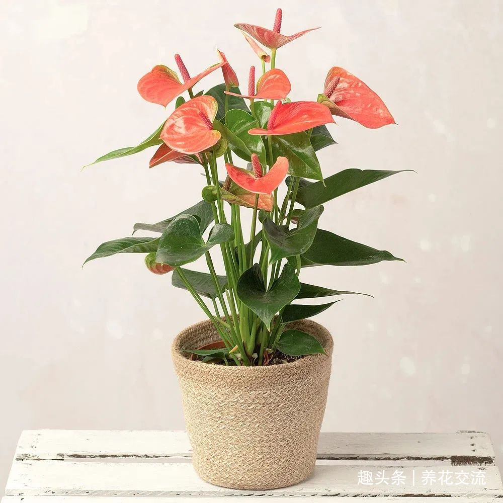 红掌和火鹤花是同一种植物花朵为啥会变绿,如何让它复花