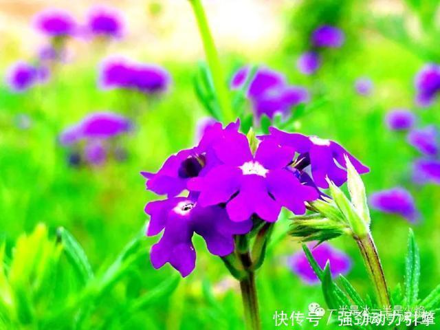 秋日|散文诗秋日小语