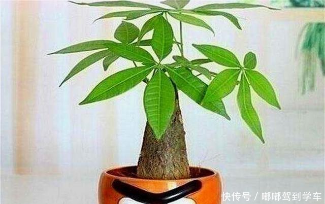冬天养发财树,做好“1多1少1控制”,叶子翠绿,春天蹭蹭长!