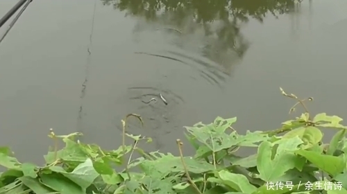 点害怕|钓获2条野货,不敢取钩,网友:刀鳅,现在少见,一斤几十块钱呢