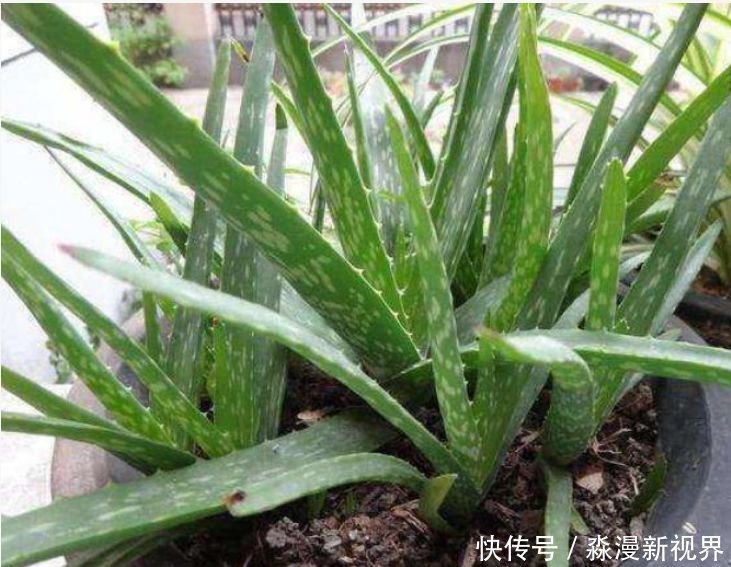 人养花,花也养人,家养3种花,漂亮还净化空气,烂漫迷人眼