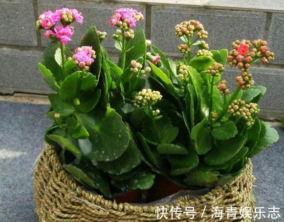 养花缺少磷钾肥学会自制技巧,往花盆里放一点养啥植物都旺