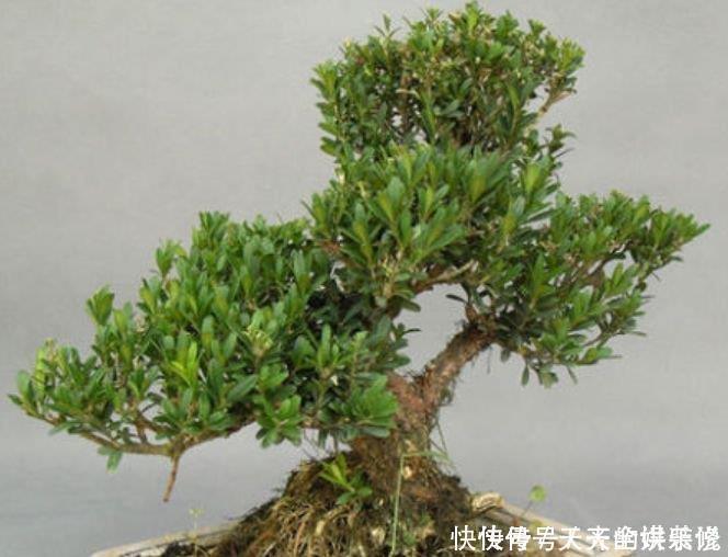 聪明人都养4种花,净化空气,帮助睡眠,快养起来吧