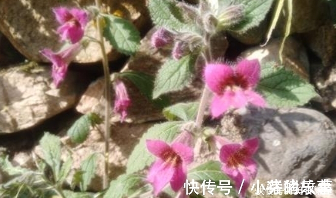 天目地黄|它是“四大仙药”之一,若长在你家屋顶,是你福气,别以为是杂草