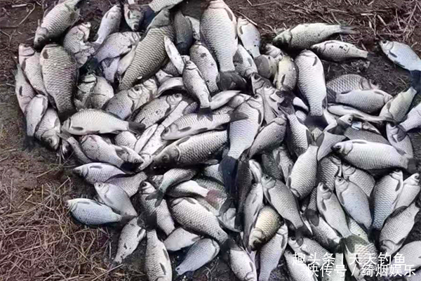 春钓大板鲫,打窝用这几款酒米,制作简单,效果不一般!