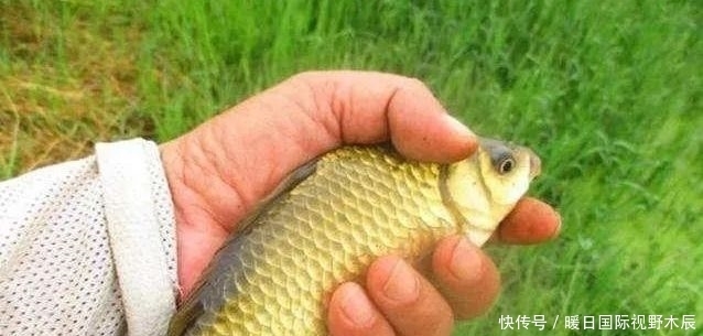 鱼竿|钓鱼中的4大危险,一不小心全村吃饭!