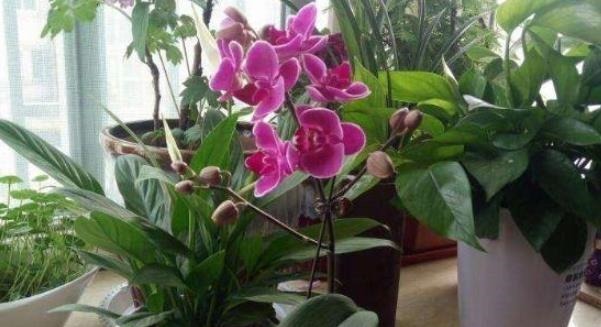 有钱人家中养花特讲究，就只养此4种花，难怪好运直上不停