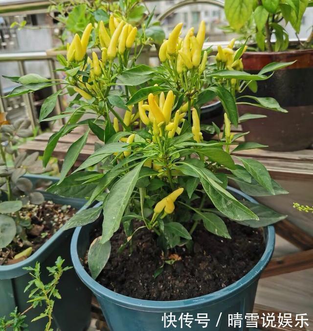 养分|阳台秋季种辣椒,简单1个小方法,来年长成盆景辣椒树,又结满了