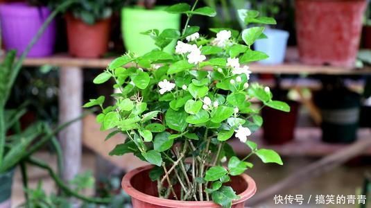 茉莉花有3喜，按照它的习性养，不黄叶，开出层叠群花
