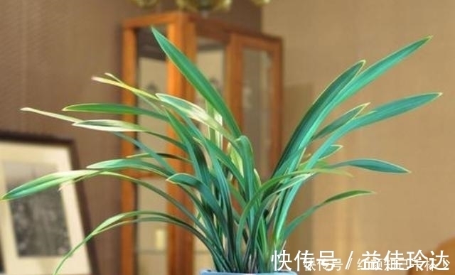 室内养兰就选墨兰,养它避免“3怕”,叶绿新芽多,年年都开花