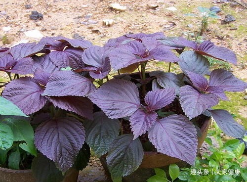 紫苏叶|一片小小紫苏叶，竟有治病大功效！学会7种祛病妙方，受益终生！