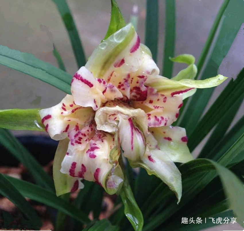 八种兰花中的奇花珍品,独特的株型,精巧的花朵,让人百看不厌