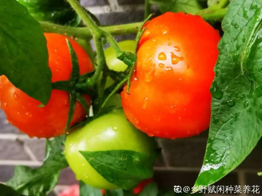 阳台养这10种菜,长得快、结果多,全家都够吃!