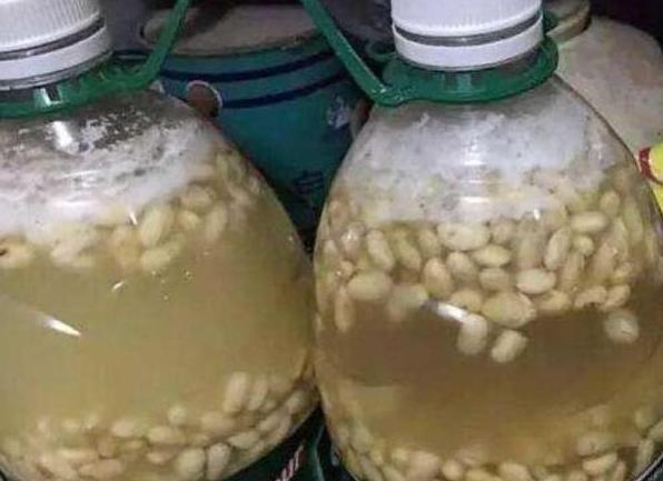 家家户户都有的黄豆，该如何制成''长个肥''酵熟、兑水、浇花