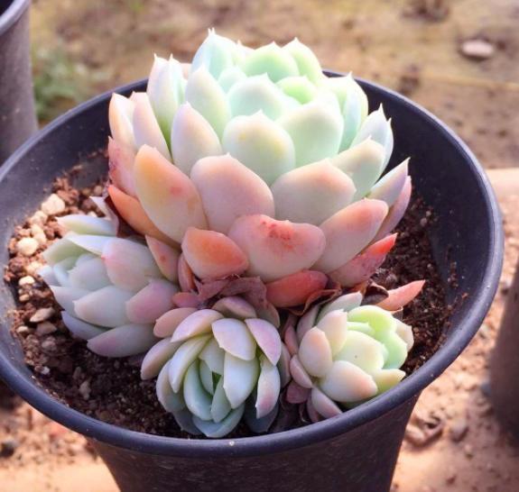 多肉冰梅养护，操作简单，夏季叶子五彩缤纷，做到3点轻松爆盆