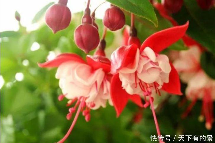 5种花寓意超好的,长寿、幸福又喜庆,好看好养开花多