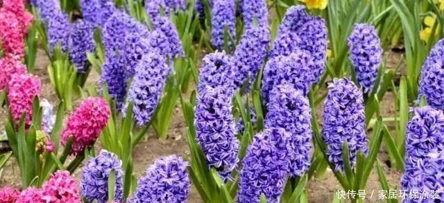 风信子冬怎么养?不要放在阳台上,浇水要注意几点