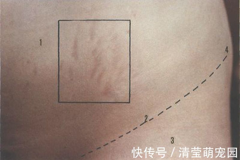 怀孕|女人怀孕后,这4个部位会慢慢变大,最后一个让老公很“抓狂”