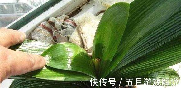 君子兰夹箭,不开花,学会这些小技巧,再也不夹箭,一年开2茬花