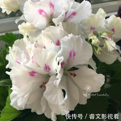 阳台种了30多种天竺葵,美不胜收,客人来了都舍不得走