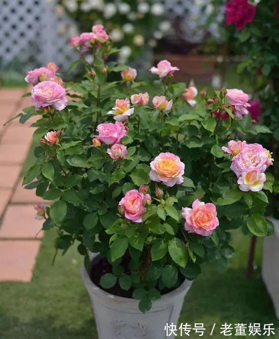 苦苣苔科|秋季养这四款花卉,四季花开不断,一盆千百朵,花色美丽不费心