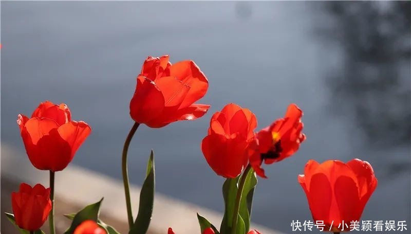 一条街|春城春意浓，西山区赏花正当时