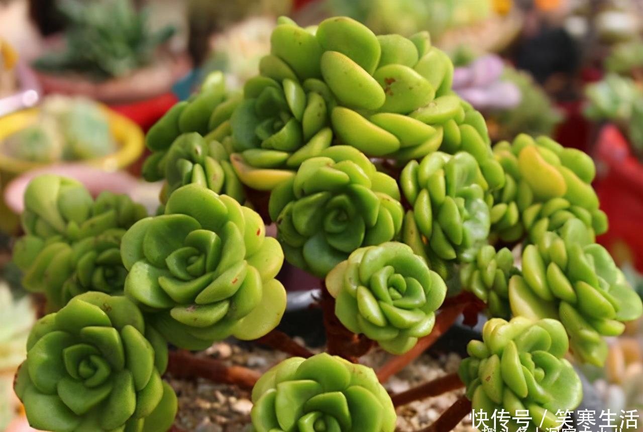 达摩福娘|这“三多肉”入冬就开挂，叶片自带“香气”，遇水疯长憋成小老桩