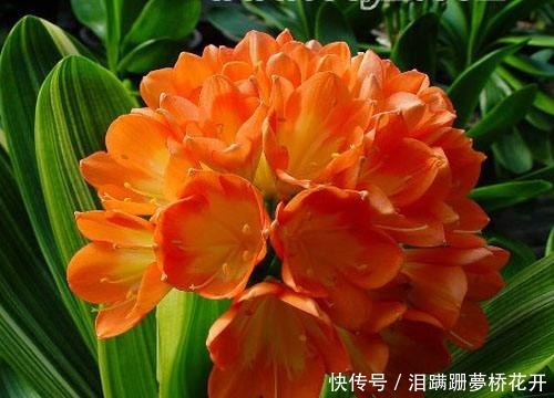 君子兰盆里加“一料”,生长迅速不烂根,叶子油绿,花开旺