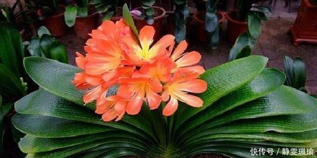 竹签子|家庭盆栽君子兰，掌握“浇水”小窍门，不干根不烂根，越长越旺