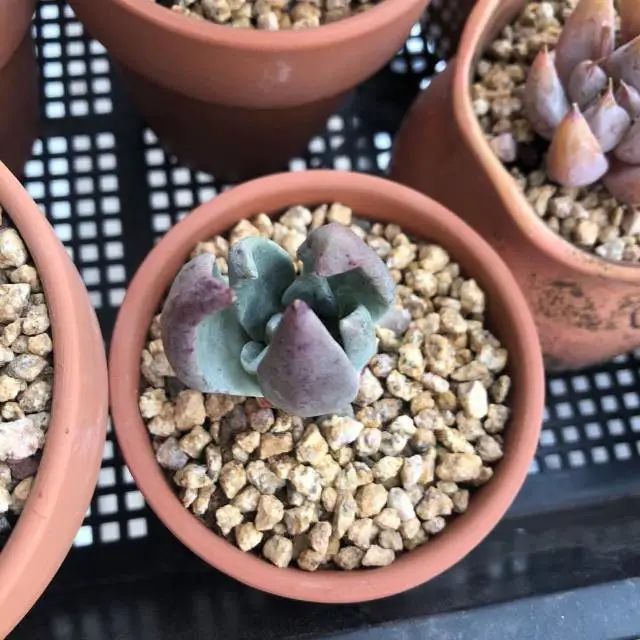养成一个爱好的重要性和一个养肉人的日常！
