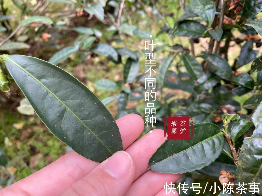 麻花#武夷岩茶的香韵、岩韵、山头韵，应该如何理解，它们有什么区别？