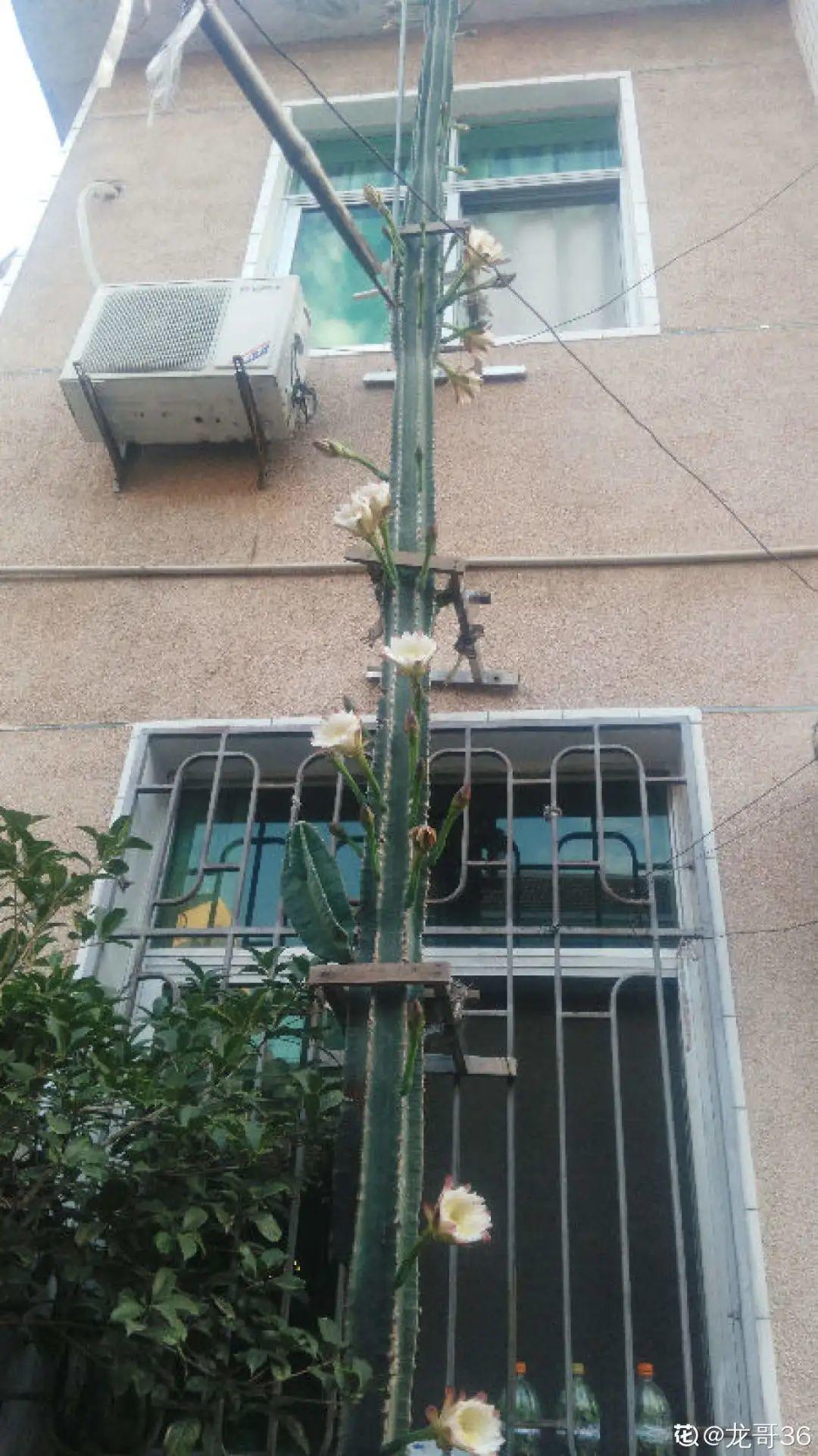 叶子|家里养棵“丑八怪”,霸气镇宅,越养越爱